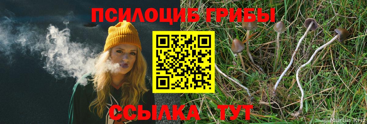 Псилоцибиновые грибы мицелий Киселёвск